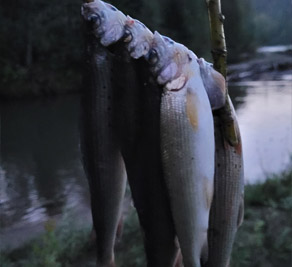Ловим рыбу на закате в районе Телецкого озера (река Бия)