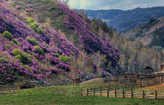 Decoration of heather rosebay flowers. Altai.