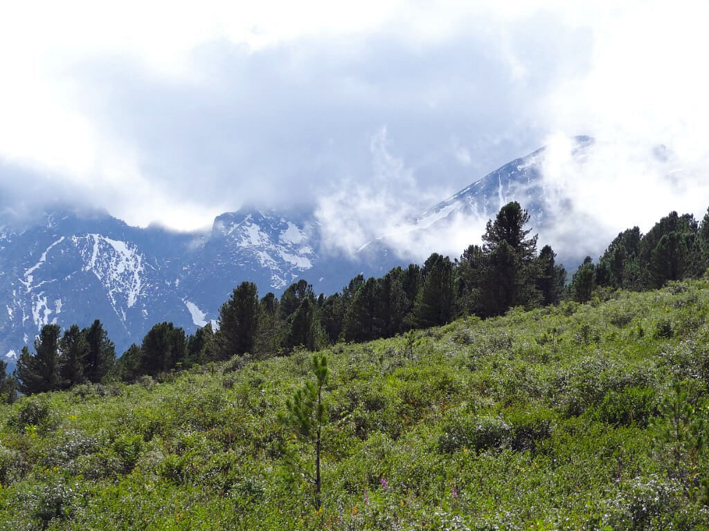 Altai mountains and taiga