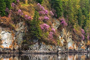 Decoration of heather rosebay flowers. VIP tour to Altai.